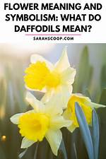 Daffodils Meaning