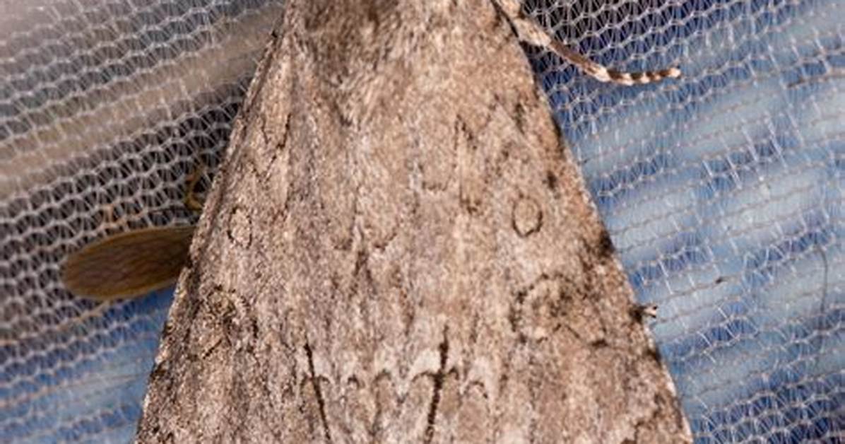 Dagger Moth