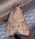 Dagger Moth