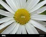 Daisy Head