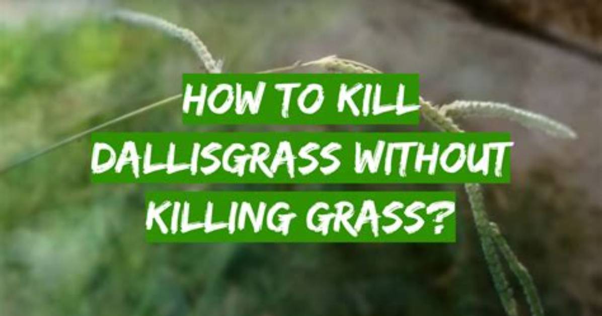 Dallisgrass Killer