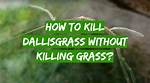 Dallisgrass Killer