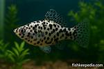 Dalmatian Fish