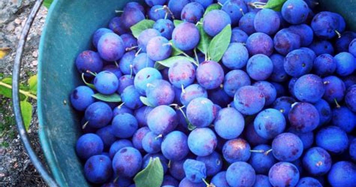 Damson Plums