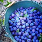 Damson Plums