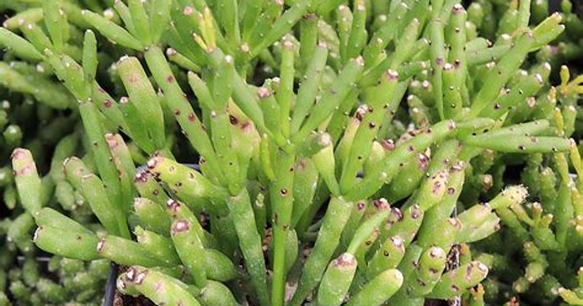 Dancing Bones Cactus