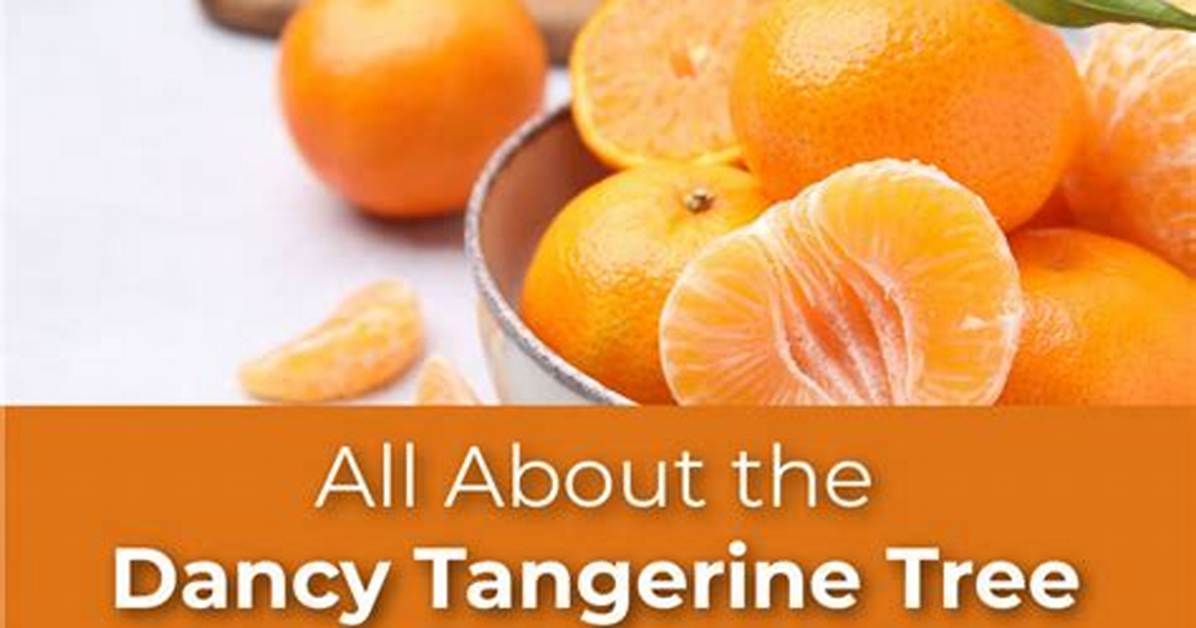 Dancy Tangerine