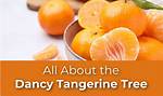 Dancy Tangerine
