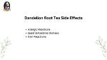 Dandelion Root Tea Side Effects