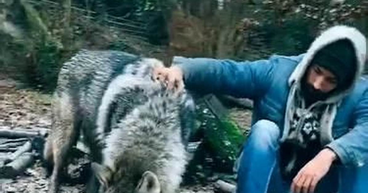 Danny Direwolf