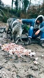 Danny Direwolf