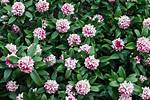 Daphne Shrub