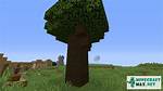 Dark Oak Sapling