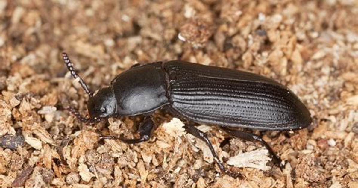 Darkling Beetles