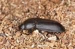 Darkling Beetles