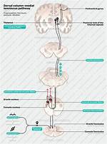 Dcml Pathway