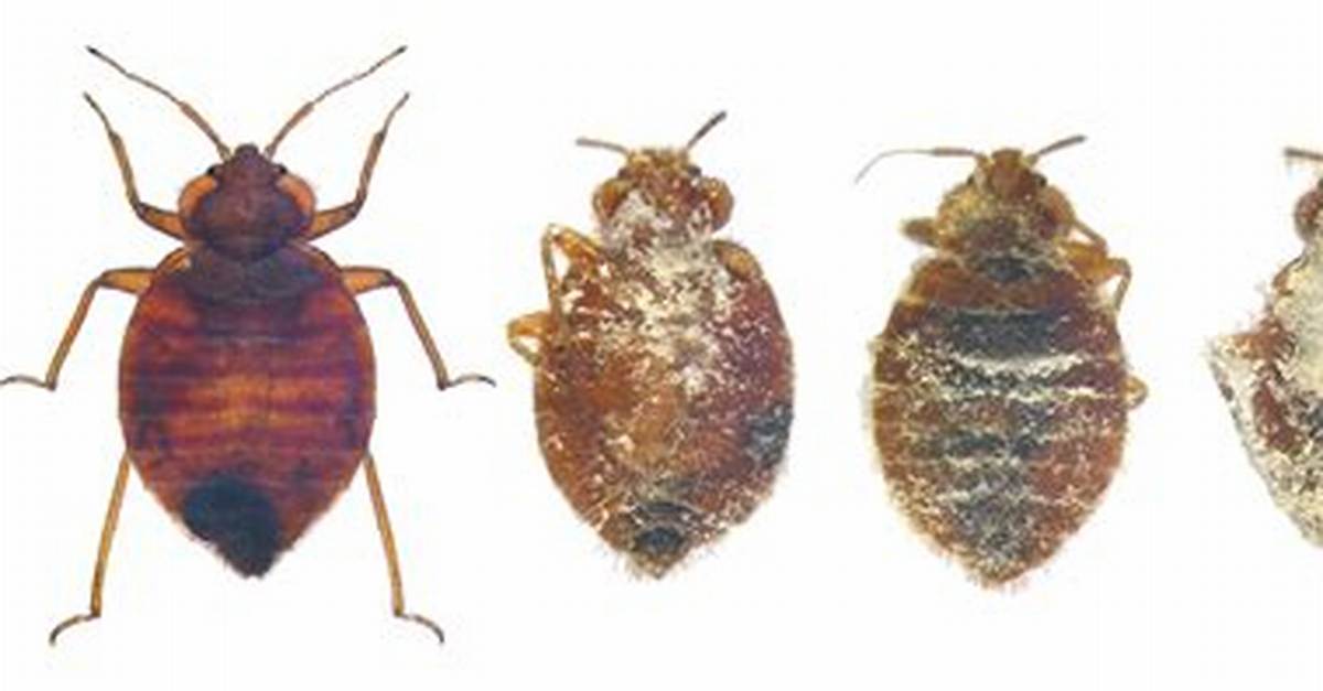 Dead Bed Bug
