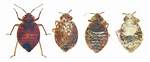 Dead Bed Bug