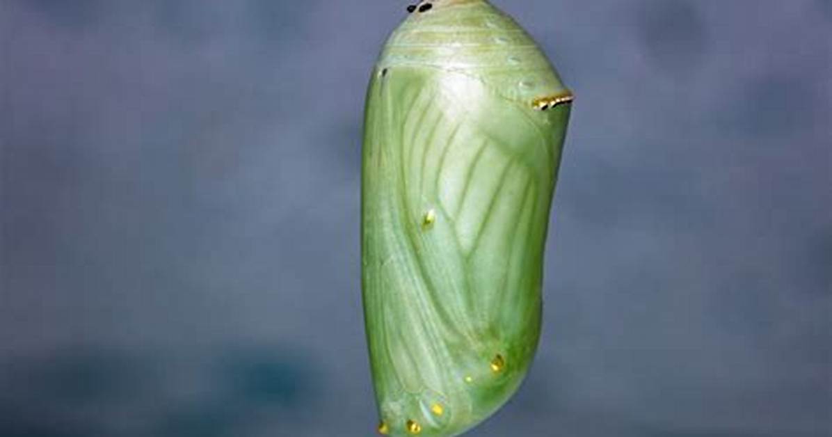 Dead Chrysalis