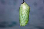 Dead Chrysalis