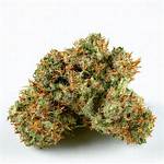 Dead Head Strain