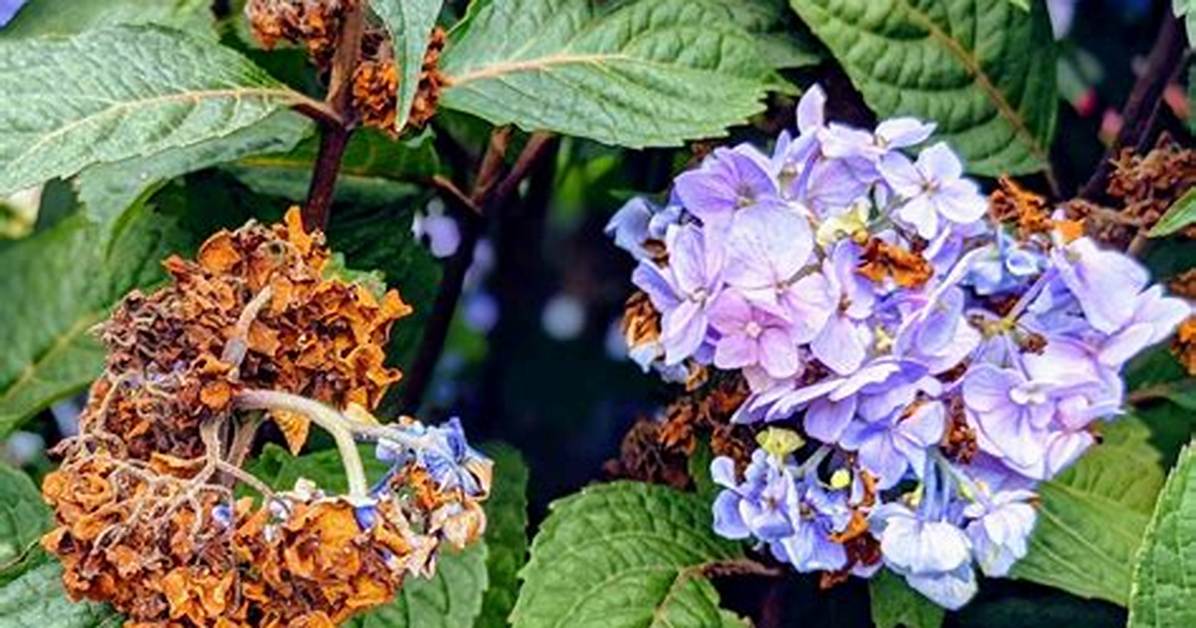 Dead Heading Hydrangeas