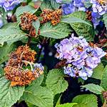 Dead Heading Hydrangeas