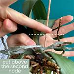 Dead Orchid Stem
