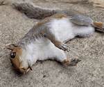 Dead Squirrel Net Worth