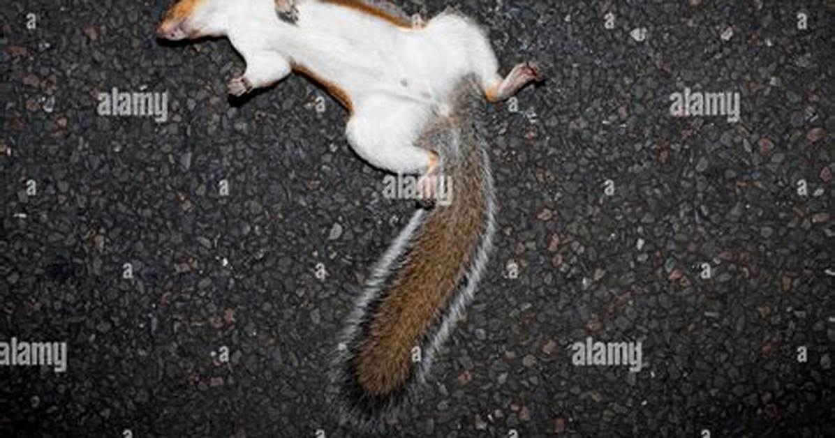 Dead Squirrel