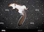 Dead Squirrel
