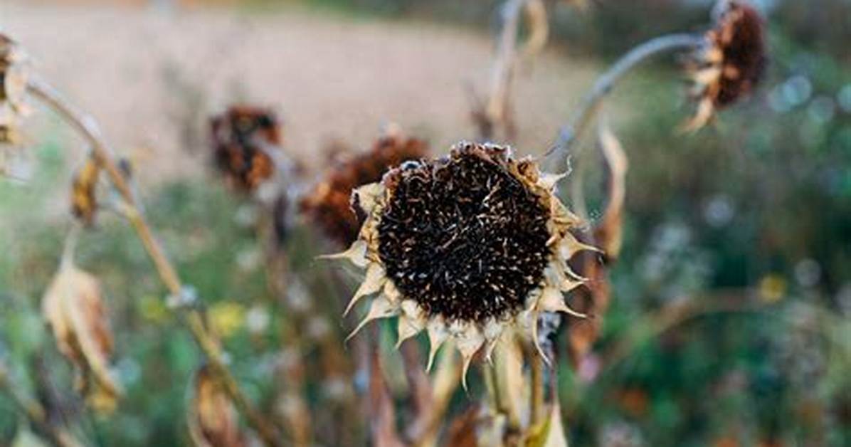 Dead Sunflower