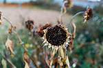 Dead Sunflower