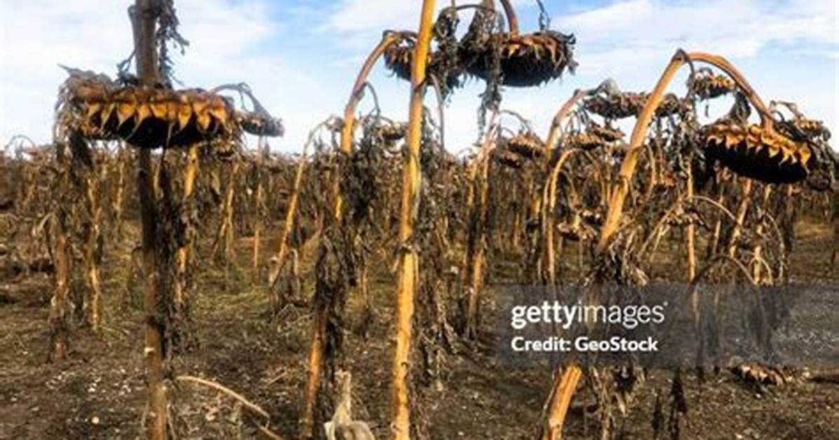 Dead Sunflowers