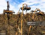 Dead Sunflowers
