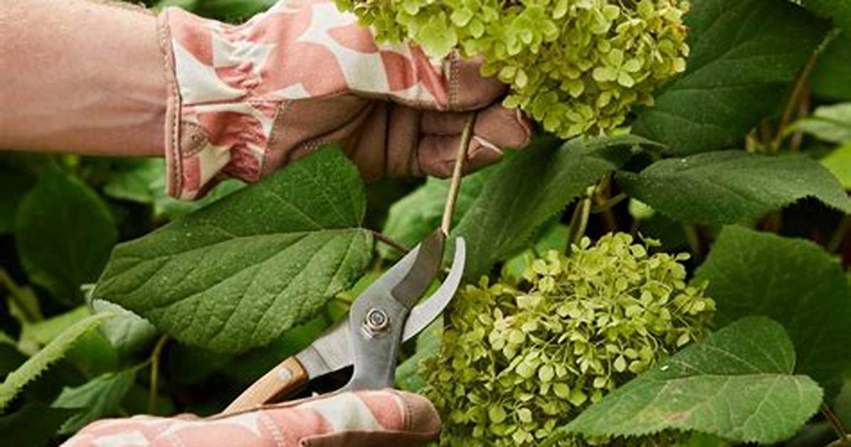 Deadheading Hydrangeas