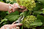Deadheading Hydrangeas