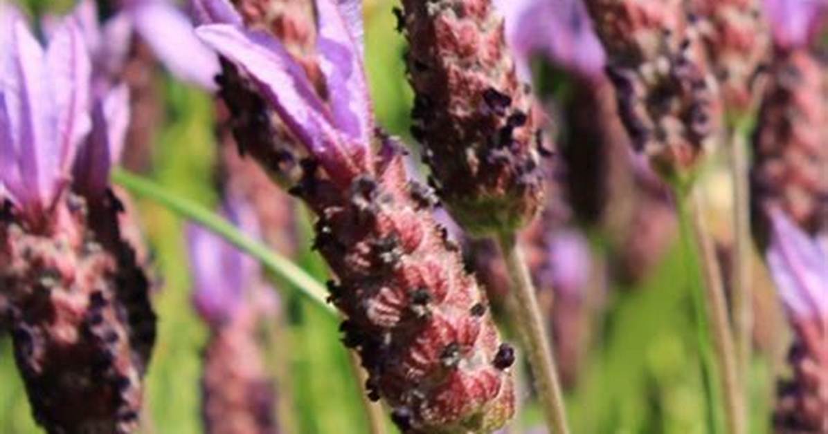 Deadheading Lavender