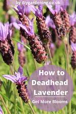 Deadheading Lavender