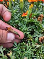 Deadheading Marigolds