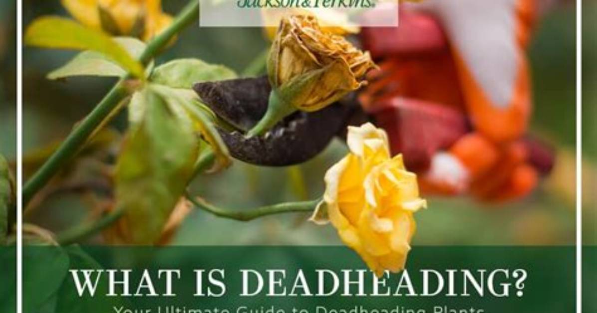 Deadheading Meaning