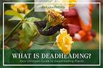 Deadheading Meaning