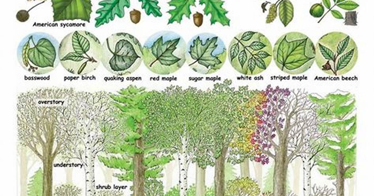 Deciduous Forest Plants