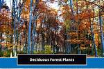 Deciduous Forest Plants