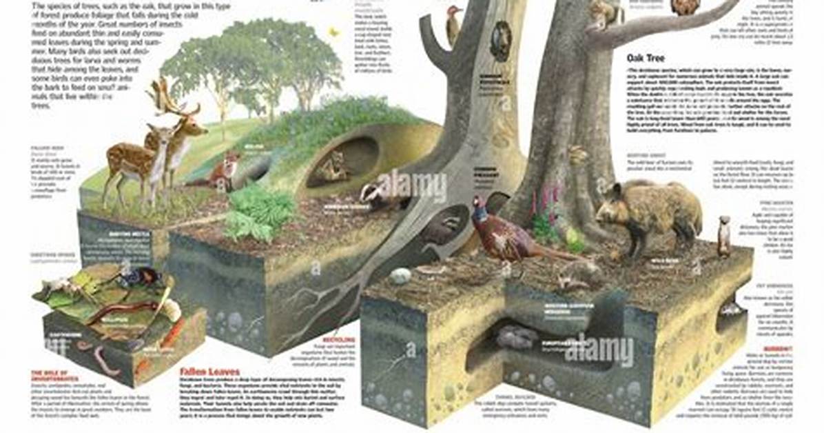 Deciduous Forests Adaptations