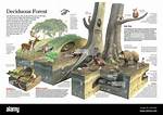 Deciduous Forests Adaptations