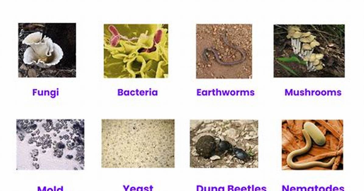 Decomposers Examples