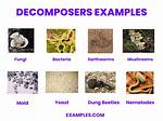 Decomposers Examples