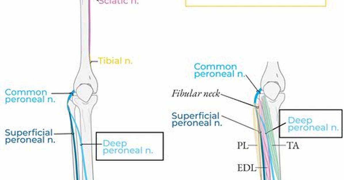 Deep Peroneal Nerve