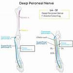 Deep Peroneal Nerve
